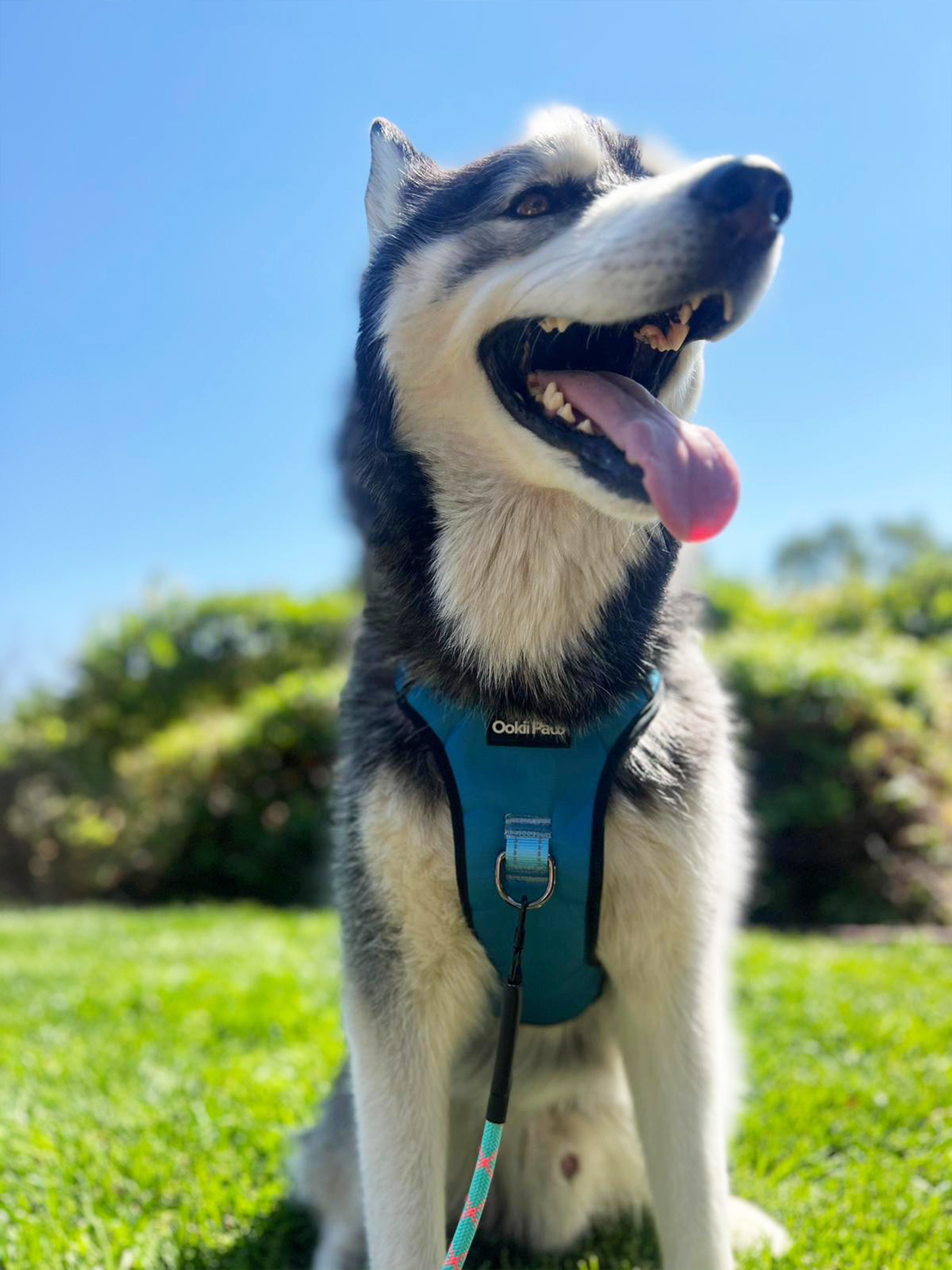 PawVersa Explorer Harness