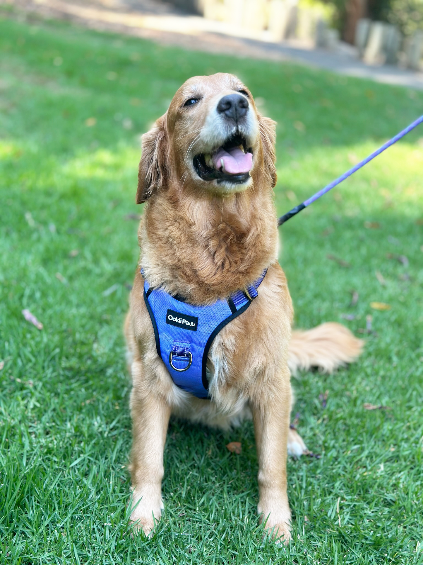 PawVersa Explorer Harness