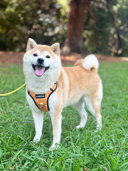 PawVersa Explorer Harness