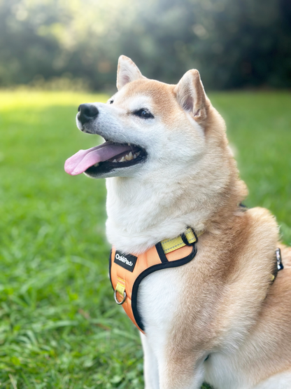 PawVersa Explorer Harness