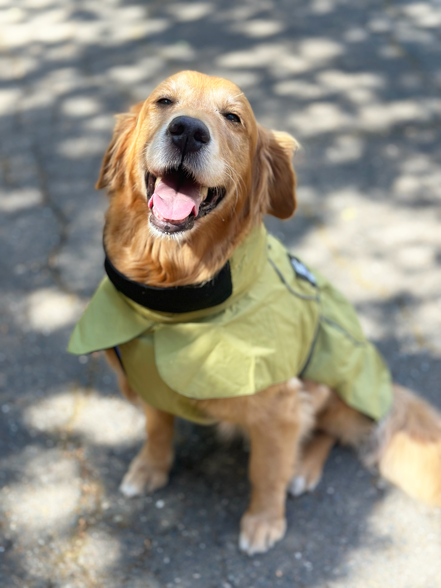 PawJourney Adventure Raincoat