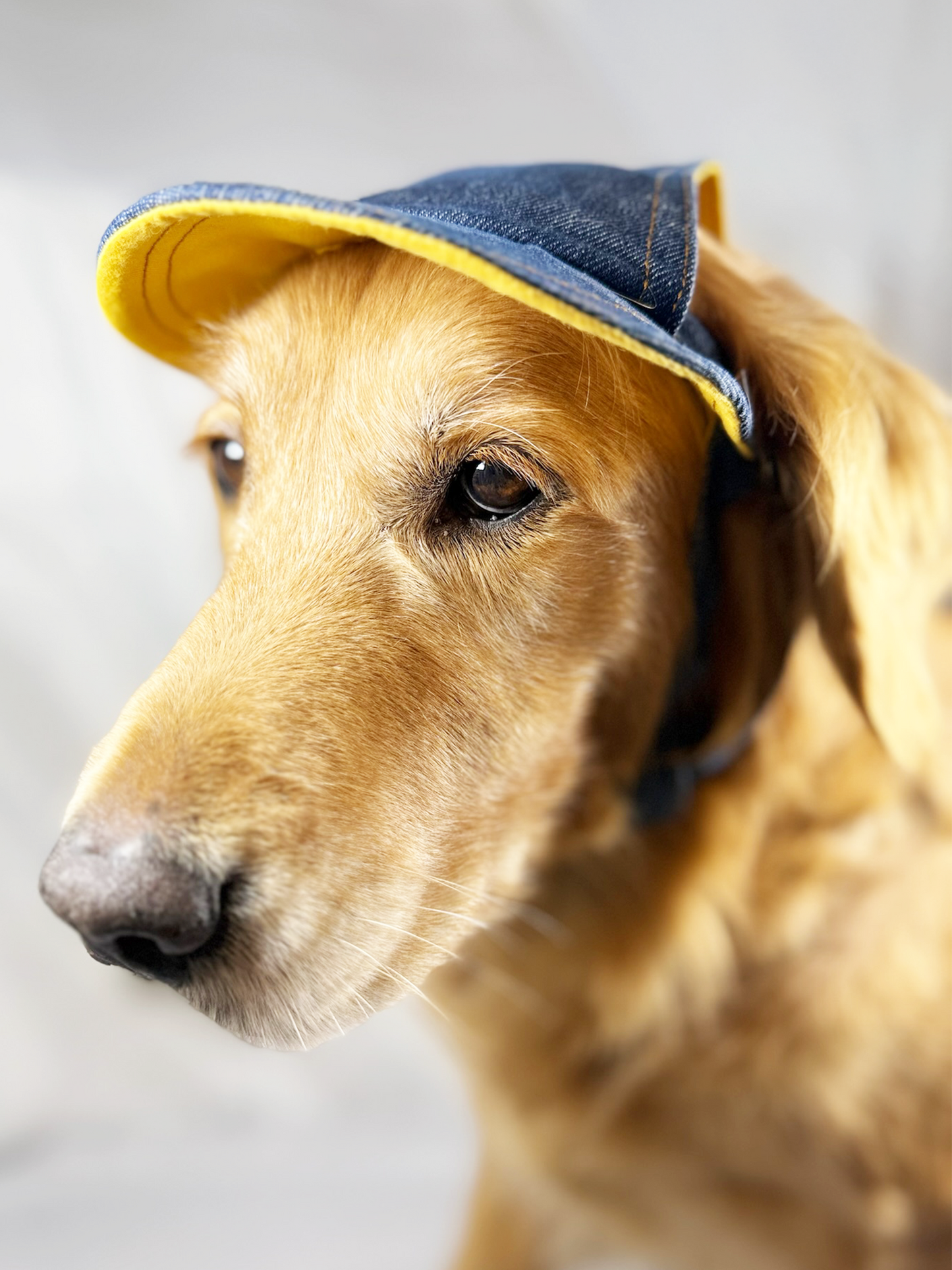 PawJourney Denim Dog Hat